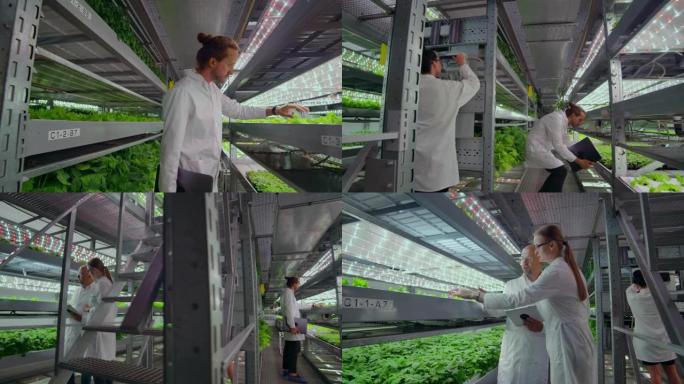水培农场中一群穿着白大褂的人，带着笔记本电脑和平板电脑，将蔬菜的研究数据贡献给数据中心，用于植物灌溉