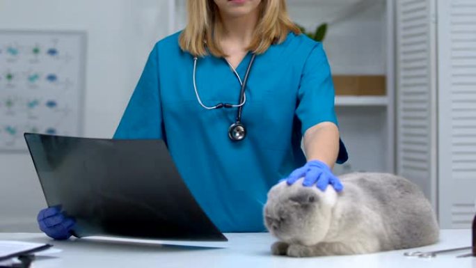 兽医看x光抚摸猫，诊断损伤，消化系统疾病