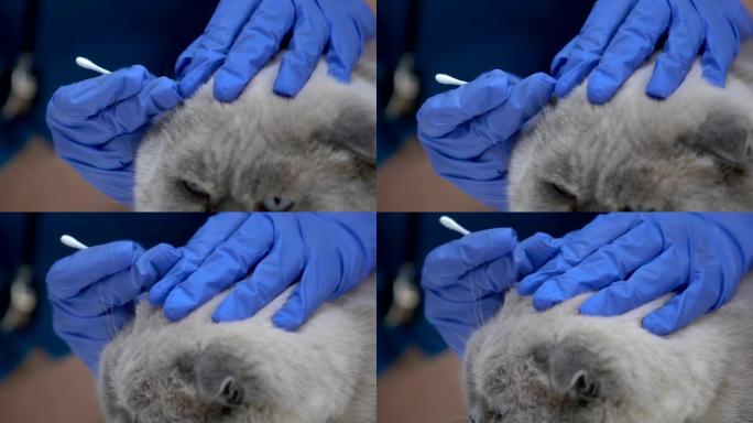 兽医手套清洁猫耳，治愈感染，预防听力损失