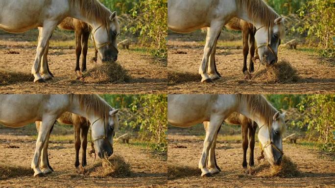 一小群马在喂食。