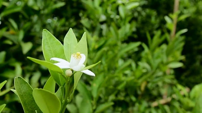 橙花桔子花橘子花橙子花