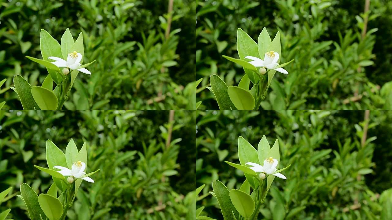 橙花桔子花橘子花橙子花