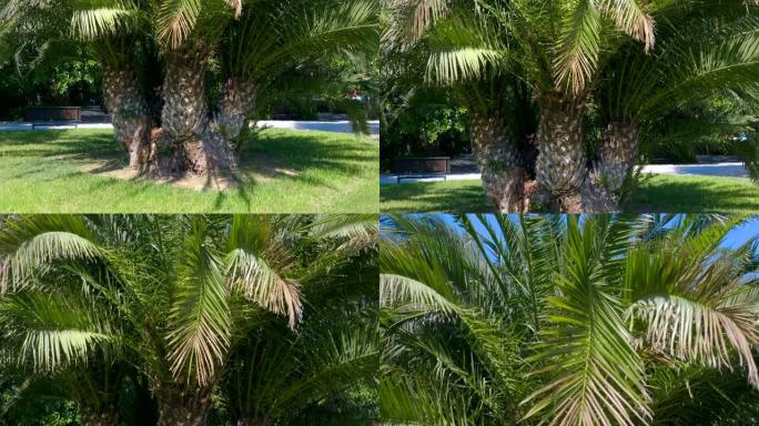 热带炎热国家的棕榈树作为度假、放松和乐趣的象征