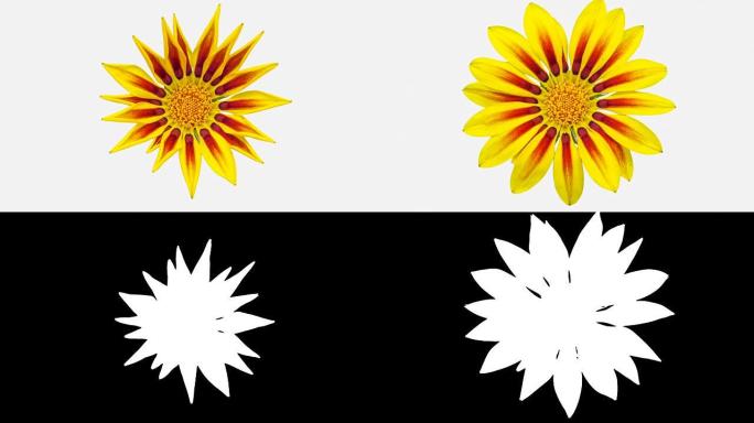 太阳花-Gazania在白色背景上的延时视频中绽放。包括阿尔法频道。