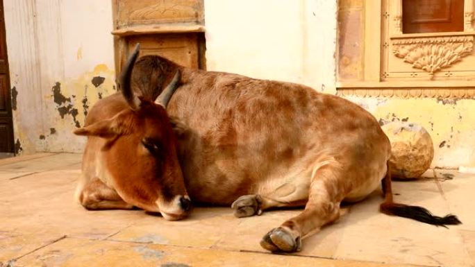印度街头奶牛印度宪法规定保护印度拉贾斯坦邦的奶牛。