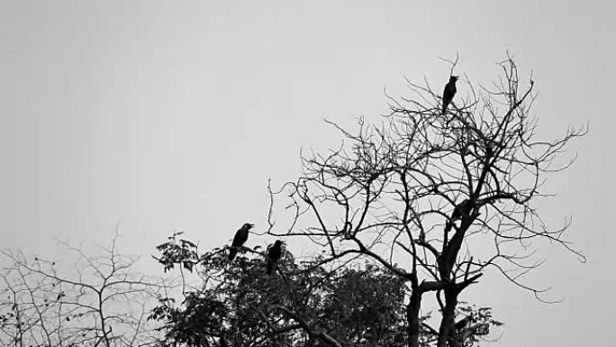 树上的一小群黑乌鸦