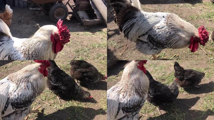 阳光明媚的日子，鸡在农村院子里散步。农村生活方式、农耕、家畜的概念。