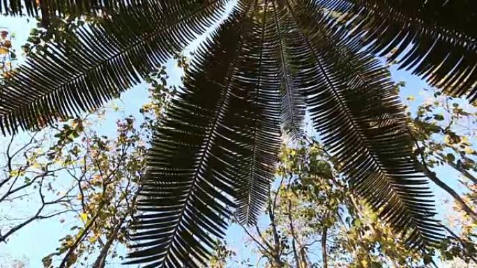 森林中的苏铁棕榈树