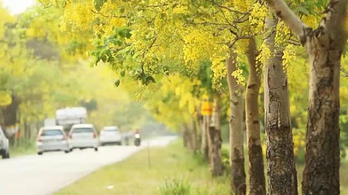 风中的金雨花 (决明子瘘管花)