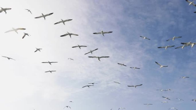 北塘鹅鸟: 自由飞翔