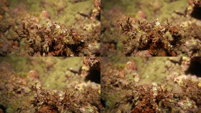 覆盖海藻的装饰蟹