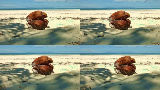 Dolly shot: Coconut at Grand Anse, Praslin Island,