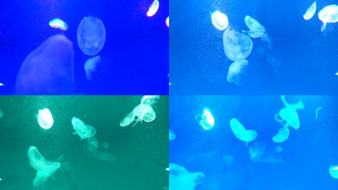 水母的海底世界