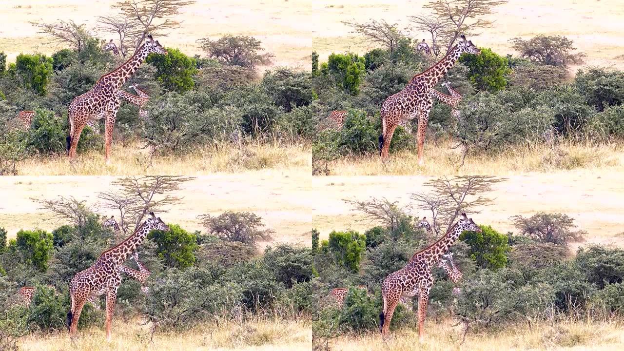 长颈鹿放牧非洲树叶啃食