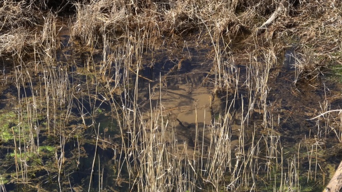 沼泽地气泡地质勘查地下水冒出地表活水
