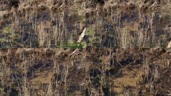沼泽地气泡地质勘查地下水冒出地表活水