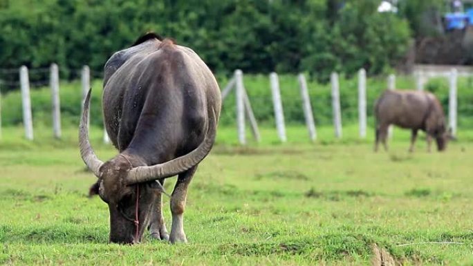 水牛吃很多吃草。