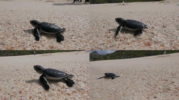 小海龟孵化并进入海洋
