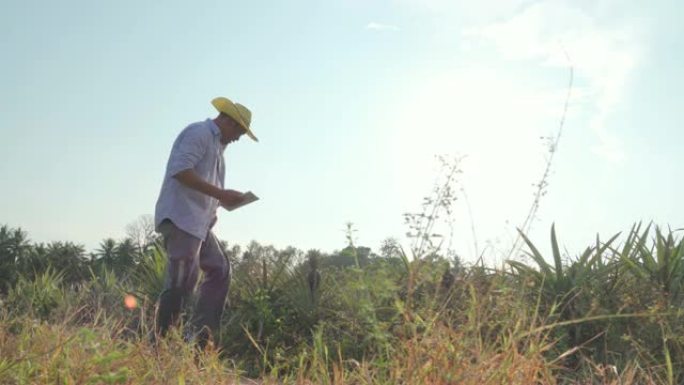 农民用数字片对菠萝田进行质量检测
