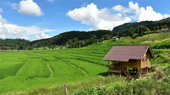 泰国北部清迈省Pa Pong Piang村山上的梯田稻田