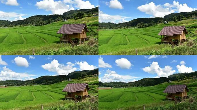 泰国北部清迈省Pa Pong Piang村山上的梯田稻田