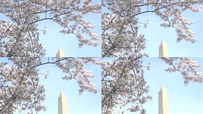 慢锅到华盛顿纪念碑开花