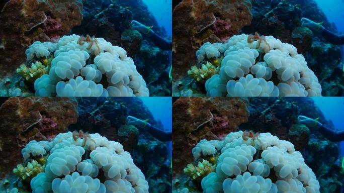 班达海泡沫珊瑚上的猩猩蟹