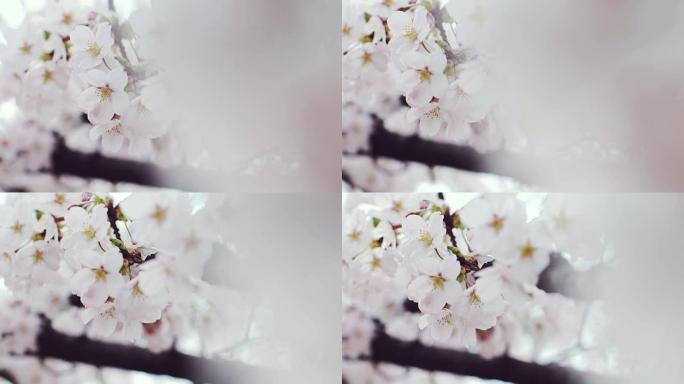 日本樱花春天花开春季花儿春花秋月