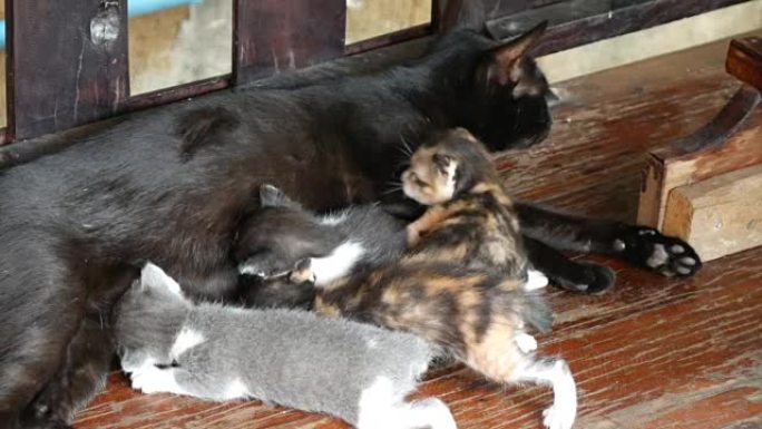 妈妈猫喂她的小猫小猫吃奶猫哺乳