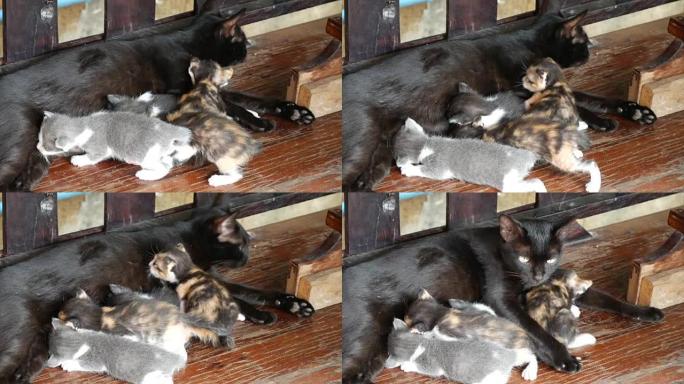 妈妈猫喂她的小猫小猫吃奶猫哺乳
