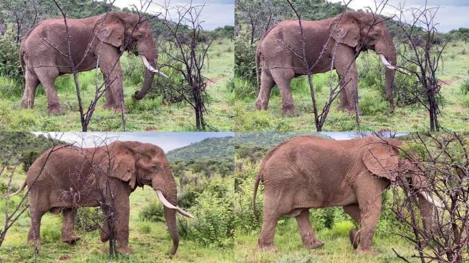 大象在树木附近进食和行走