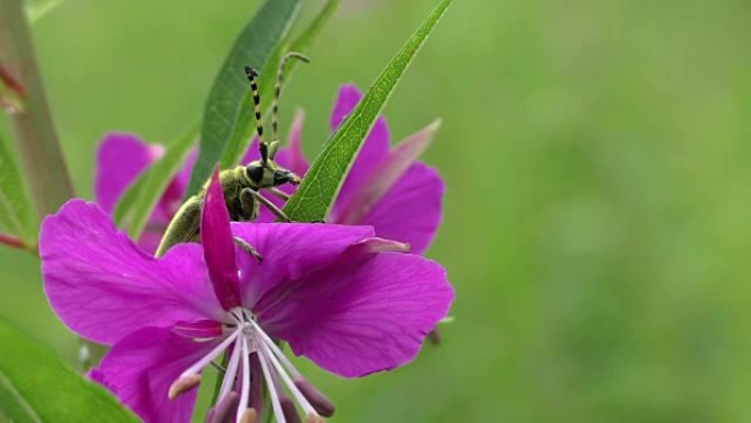 甲虫monochamus在花中一动不动