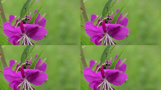 甲虫monochamus在花中一动不动