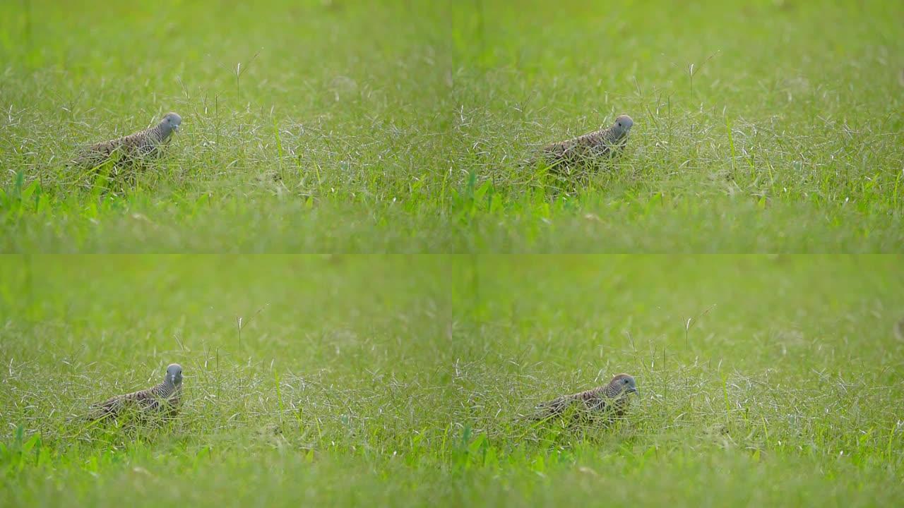 草原上的灰鸽子，慢动作