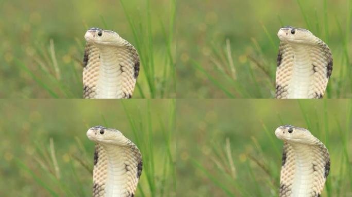 蛇in aggressive posture