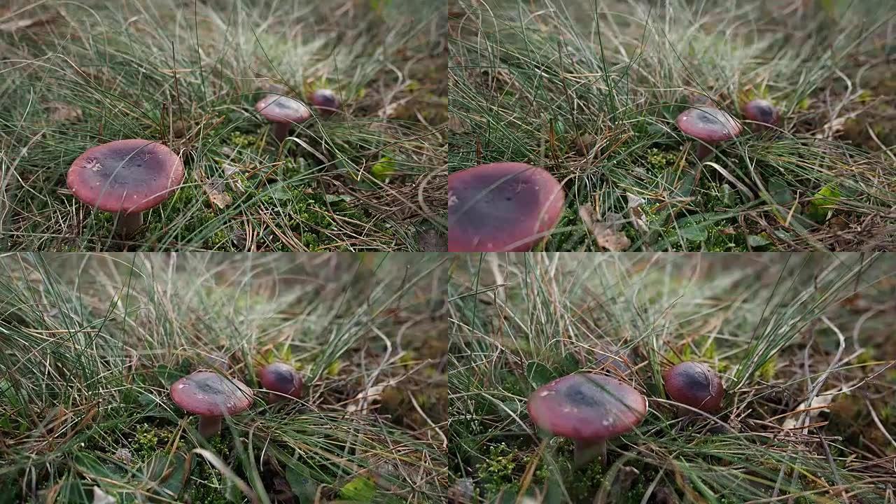 森林地上的小蘑菇。视频