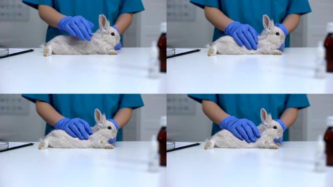 护理兽医专家手套抚摸毛茸茸的兔子，宠物健康检查