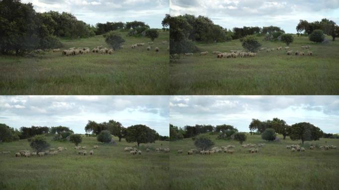 牧场中大量聚集的绵羊