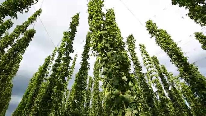 带有太阳和云的啤酒花场