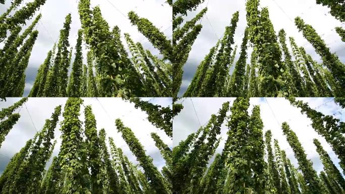 带有太阳和云的啤酒花场