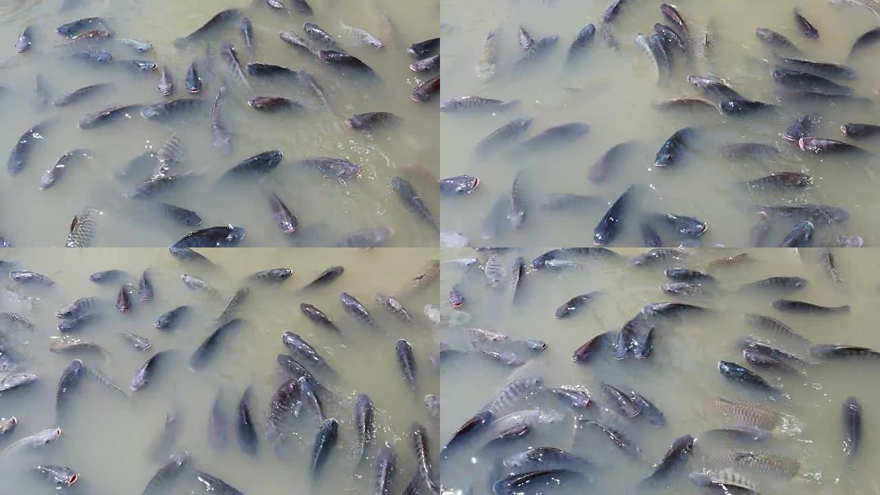 罗非鱼在水污染中呼吸。