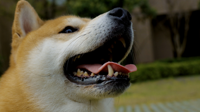 宠物狗柴犬特写