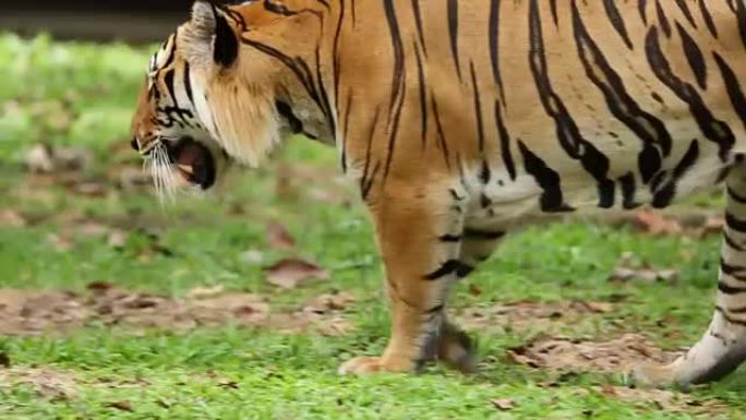 孟加拉虎动物大型捕食者。
