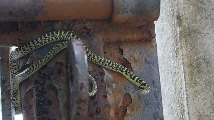 老门上的金树蛇危险视频素材毒蛇