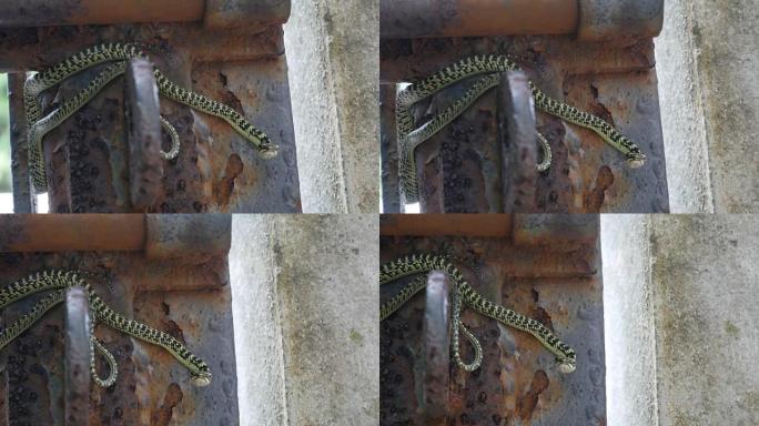 老门上的金树蛇危险视频素材毒蛇