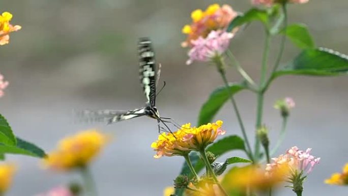 花上的特写蝴蝶，慢动作。