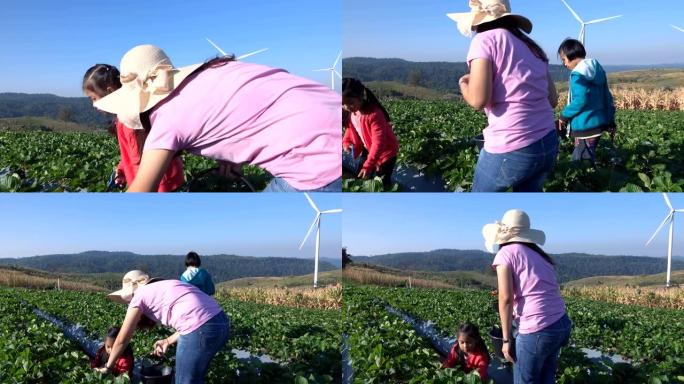 母女俩在农场采摘草莓