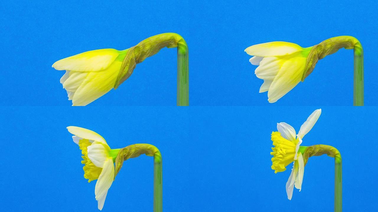 水仙花在蓝色背景上的延时视频中绽放。水仙运动的时间流逝。