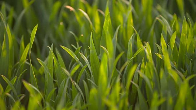 早上种植青小麦幼年田。
