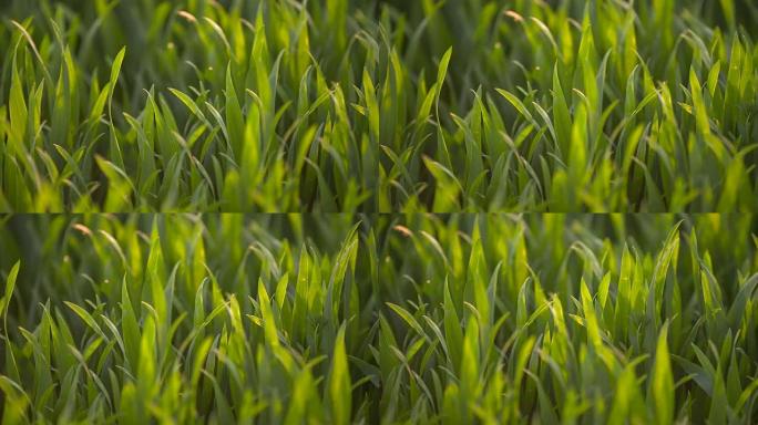 早上种植青小麦幼年田。